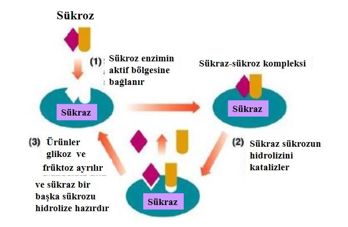 Ad: e2.JPG
Gösterim: 1234
Boyut: 44.2 KB