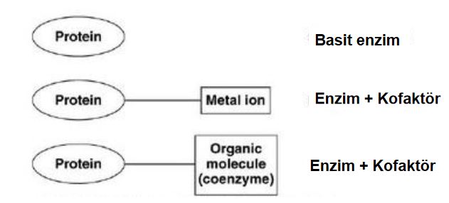 48469d1462222013 enzim nedir enzimler hakkinda e3