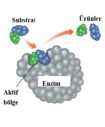 48473d1462222385 enzim nedir enzimler hakkinda e7