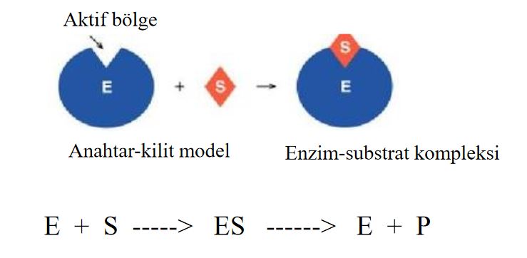 Ad: e8.JPG
Gösterim: 1392
Boyut: 28.6 KB