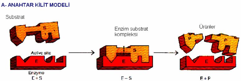 Ad: e9.JPG
Gösterim: 1071
Boyut: 40.4 KB