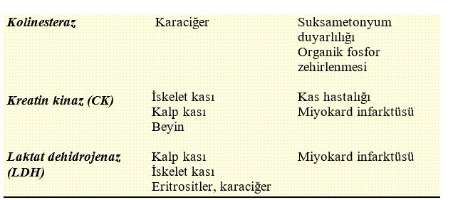 Ad: enz2.JPG
Gösterim: 11817
Boyut: 61.9 KB Ad: enz2.JPG
Gösterim: 11817
Boyut: 61.9 KB