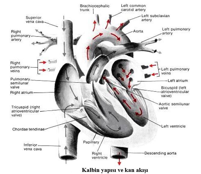 48567d1462646860 kalp nedir kalbin yapisi ve gorevleri kb1
