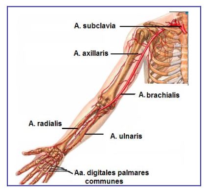 Ad:  damar8.JPG
Gsterim: 14098
Boyut:  32.1 KB