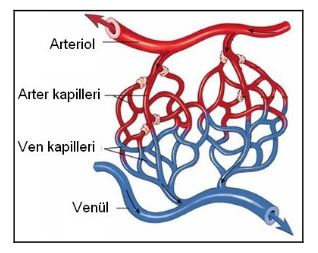 Ad:  damar16.JPG
Gsterim: 15092
Boyut:  25.6 KB