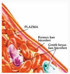 Ad: d4 (2).JPG
Gösterim: 4194
Boyut: 19.3 KB
