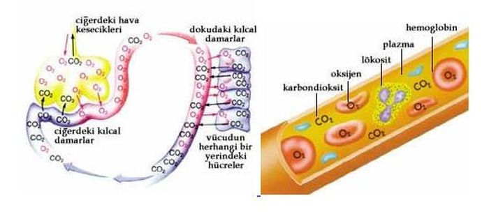 Ad: d3.jpg
Gösterim: 4098
Boyut: 38.3 KB