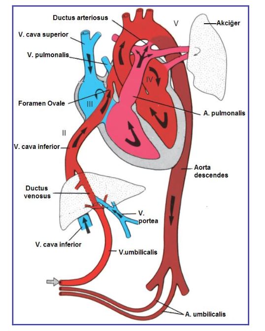 Ad: plasental dolaş.JPG
Gösterim: 6856
Boyut: 59.0 KB