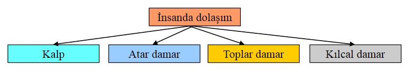 48636d1462812368 dolasim sistemi nedir dolasim sisteminin yapisi ve gorevleri dolassis1