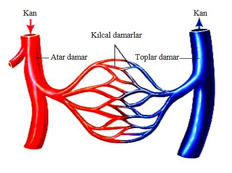 48638d1462812824 dolasim sistemi nedir dolasim sisteminin yapisi ve gorevleri dolassis3