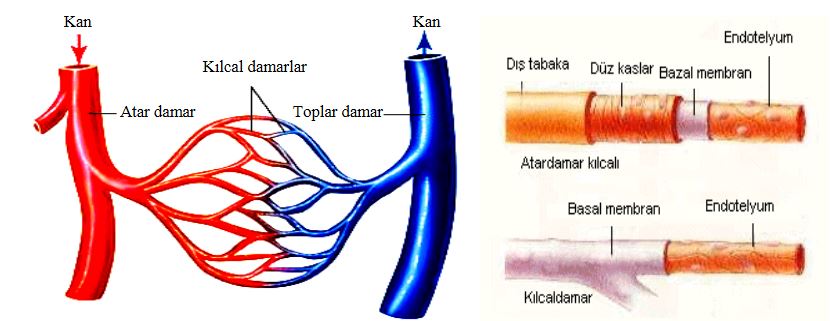 Ad: dolaşsis6.JPG
Gösterim: 5645
Boyut: 49.7 KB