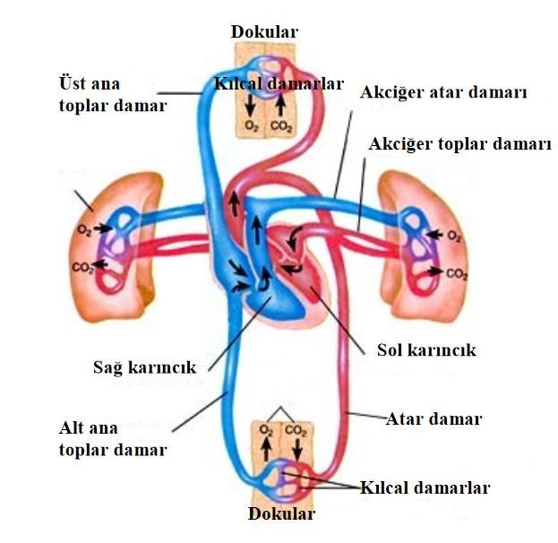48643d1462813730 dolasim sistemi nedir dolasim sisteminin yapisi ve gorevleri dolassis8