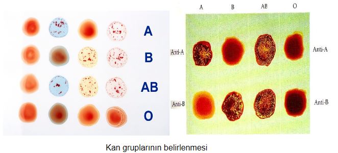 Ad:  kan8.JPG
Gsterim: 38883
Boyut:  38.0 KB