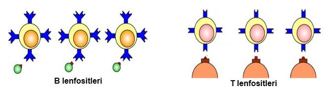 Ad:  bas9.JPG
Gsterim: 1346
Boyut:  26.2 KB