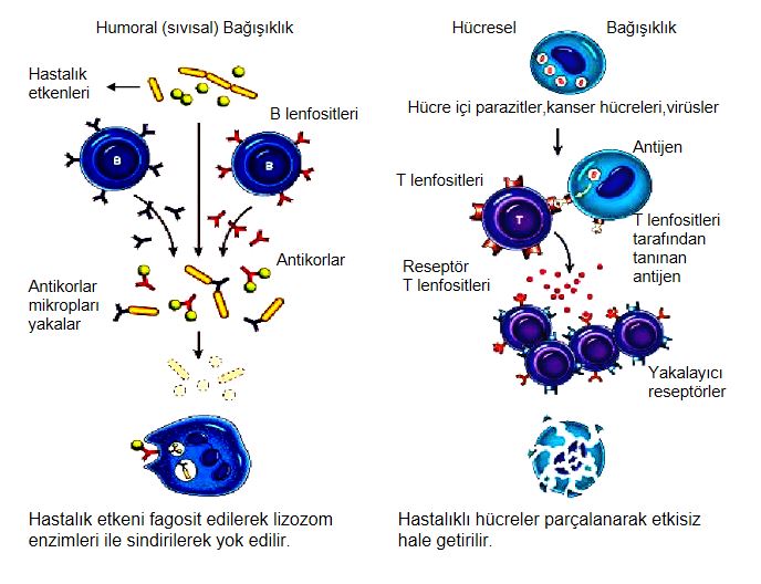 Ad:  bas11.JPG
Gsterim: 2199
Boyut:  71.5 KB