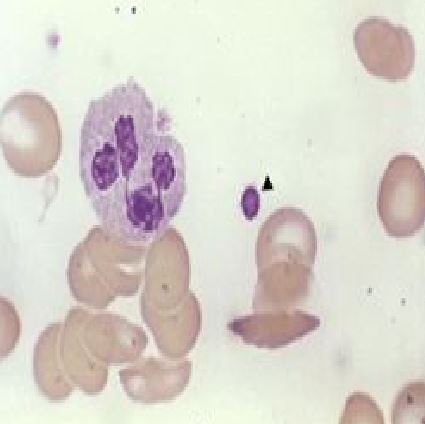 Ad: hem4.JPG
Gösterim: 9688
Boyut: 23.7 KB