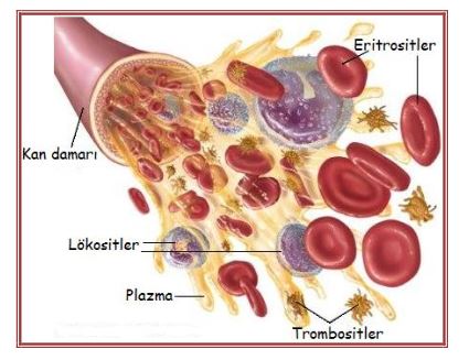 48707d1462893696 kan hucreleri nedir kan hucrelerinin yapisi ve gorevleri kanh1