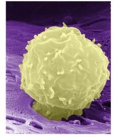 Ad: kanh3.JPG
Gösterim: 9088
Boyut: 19.9 KB