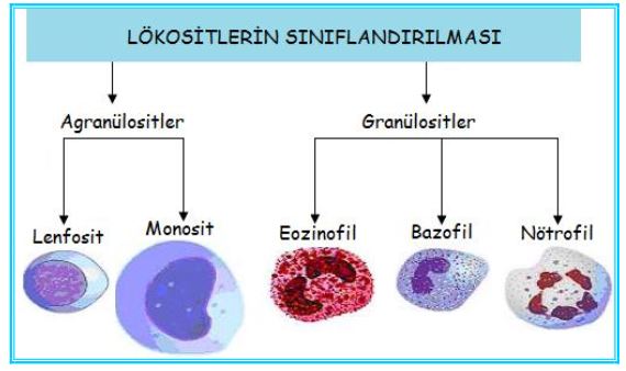 Ad: kanh4.JPG
Gösterim: 13509
Boyut: 35.9 KB