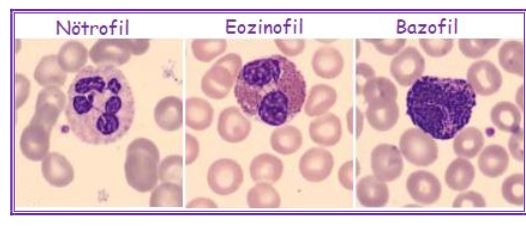 Ad: kanh5.JPG
Gösterim: 13955
Boyut: 27.8 KB