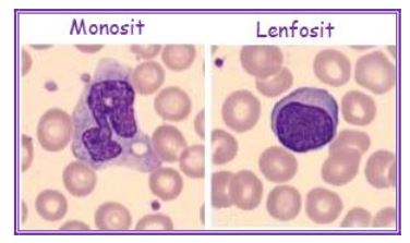 Ad: kanh6.JPG
Gösterim: 10280
Boyut: 21.5 KB
