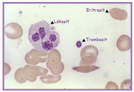 Ad: kanh7.JPG
Gösterim: 9223
Boyut: 24.3 KB