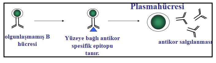 Ad:  ims2.JPG
Gsterim: 1413
Boyut:  28.7 KB