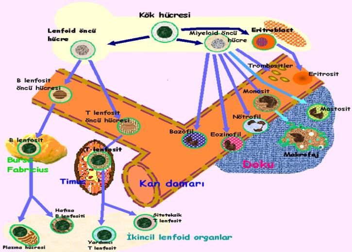 Ad:  ims7.JPG
Gsterim: 1480
Boyut:  72.8 KB