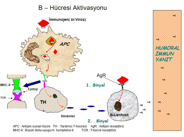 Ad:  ims8.JPG
Gsterim: 1600
Boyut:  71.7 KB