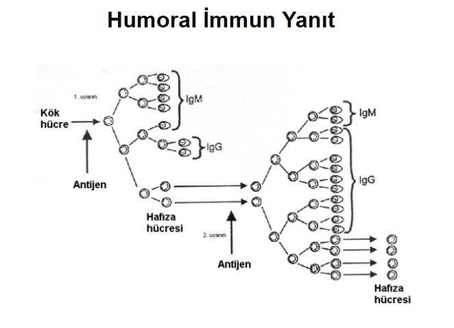 Ad:  ims9.JPG
Gsterim: 1399
Boyut:  36.3 KB