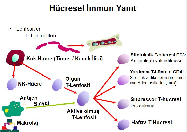 Ad:  ims10.JPG
Gsterim: 2177
Boyut:  65.9 KB