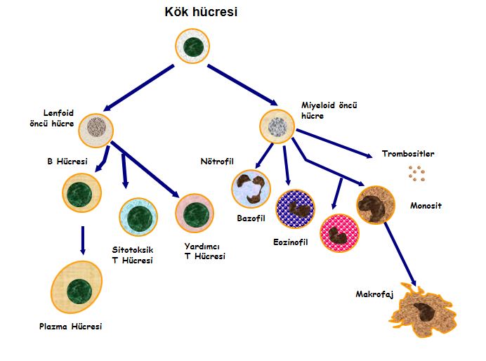 Ad:  ims11.JPG
Gsterim: 2342
Boyut:  47.1 KB