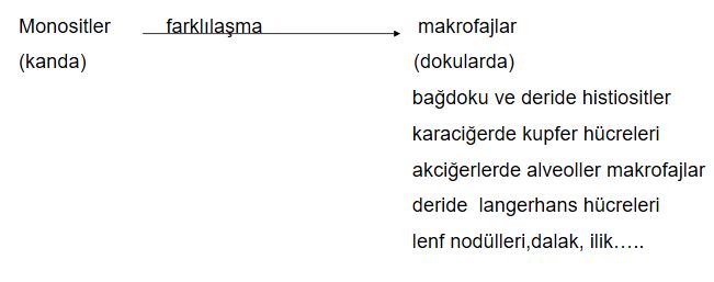 Ad:  ims25.JPG
Gsterim: 1451
Boyut:  28.2 KB