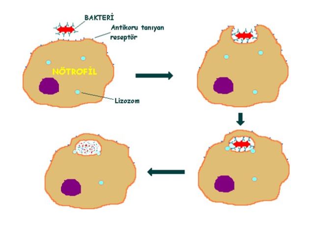 Ad:  ims15.JPG
Gsterim: 1408
Boyut:  29.7 KB