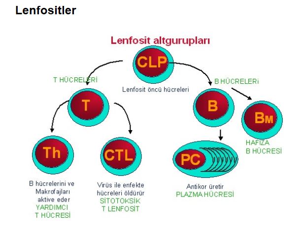 Ad:  ims16.JPG
Gsterim: 1427
Boyut:  44.7 KB