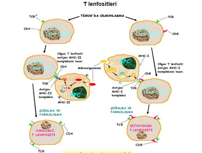 Ad:  ims17.JPG
Gsterim: 1577
Boyut:  48.6 KB