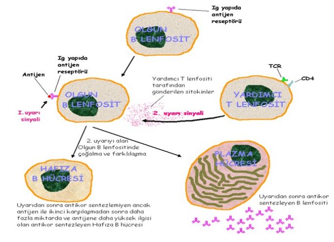 Ad:  ims18.JPG
Gsterim: 1432
Boyut:  53.8 KB