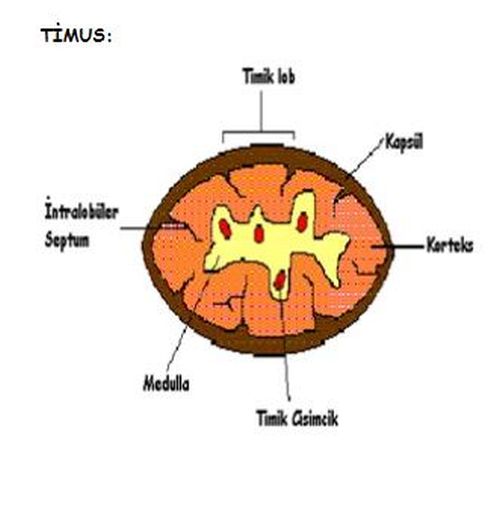 Ad:  ims19.JPG
Gsterim: 1422
Boyut:  28.2 KB