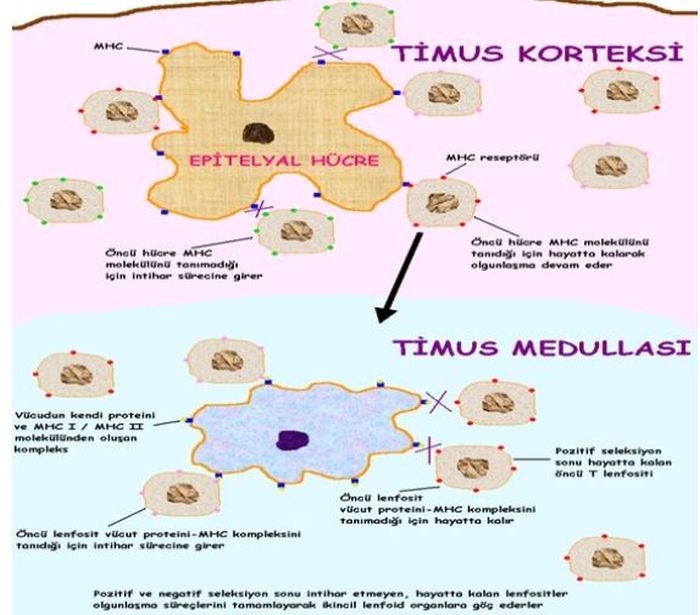 Ad:  ims20.JPG
Gsterim: 1421
Boyut:  67.0 KB