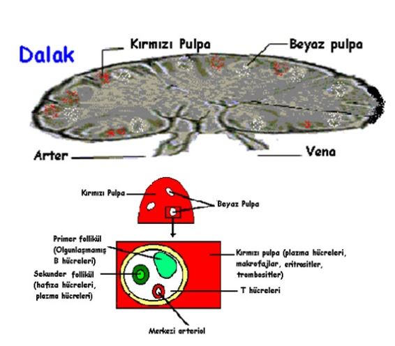 Ad:  ims21.JPG
Gsterim: 1530
Boyut:  45.3 KB
