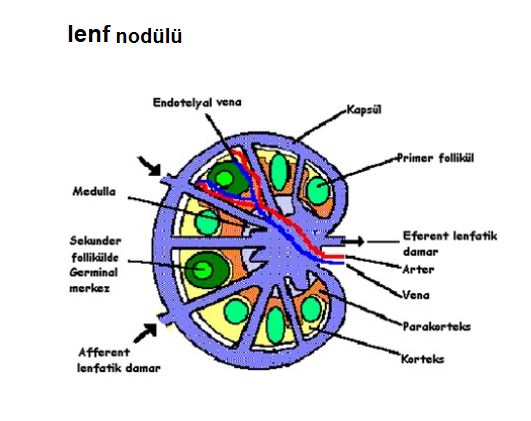 Ad:  ims22.JPG
Gsterim: 1735
Boyut:  40.2 KB