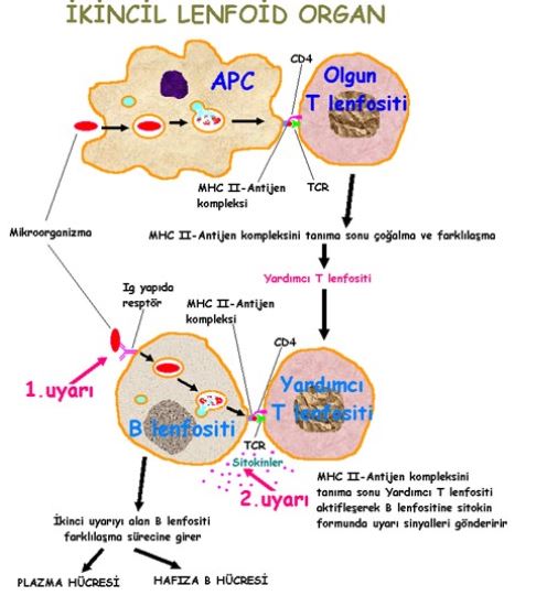 Ad:  ims23.JPG
Gsterim: 1706
Boyut:  47.4 KB