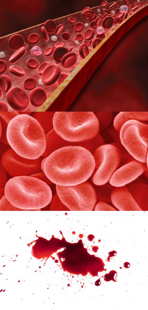 Kan Nedir - Kanın Yapısı, Özellikleri ve Görevleri