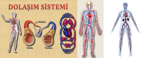 Ad: dolaşım sistemi.jpg
Gösterim: 5727
Boyut: 23.3 KB Ad: dolaşım sistemi.jpg
Gösterim: 5727
Boyut: 23.3 KB