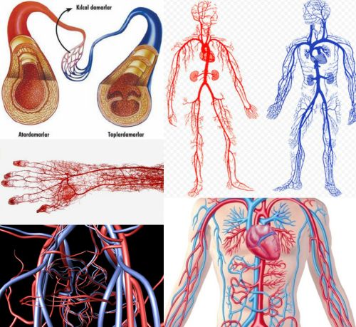 Ad:  damar nedir.jpg
Gsterim: 10873
Boyut:  60.9 KB