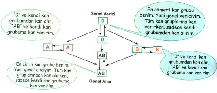 48796d1463080755 kan gruplari ve kan grubu uyumlari kanalver