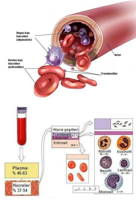 Ad:  kannedir.jpg
Gsterim: 1398
Boyut:  41.9 KB