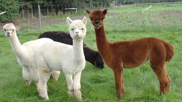 Ad: lama1.JPG
Gösterim: 2141
Boyut: 63.5 KB