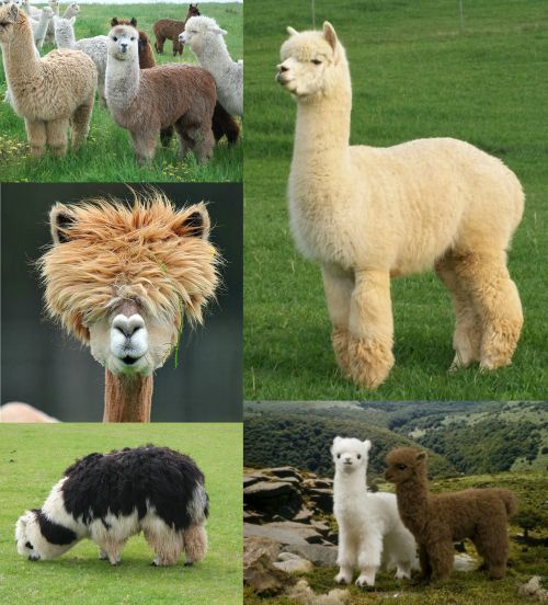 48880d1463267035 alpaka lama pacos alpaka1