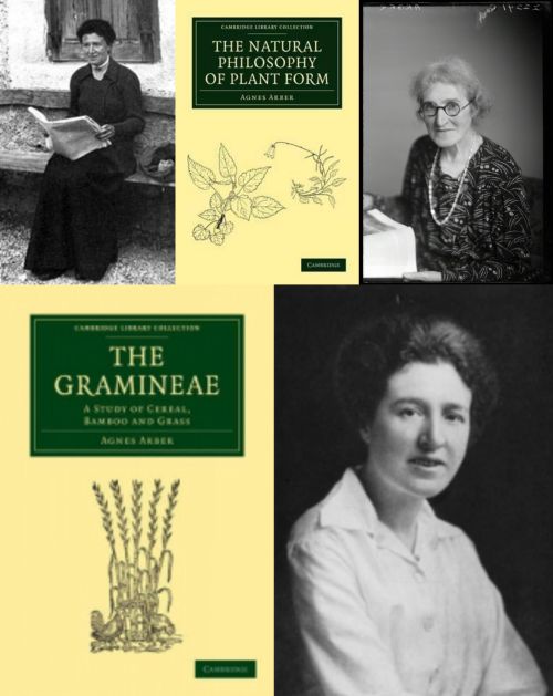Agnes Arber Kimdir, Hayatı ve Resimleri